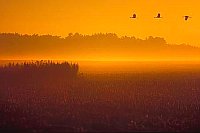 Morgenhimmel rot 3 Kraniche