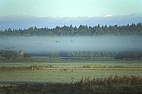 Morgennebel Wiese Kraniche