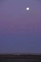 Vor Sonnenaufgang Mond lila