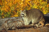 Waschbaer Holzstoss Herbst