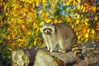 Waschbaer Holz Kante Herbst