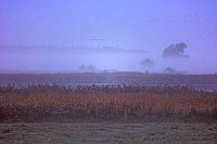 Wiese lila v Sonnenaufgang