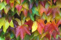 Wilder Wein Herbstfaerbung