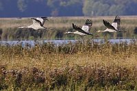 Kraniche 3 ueber Guenzer See