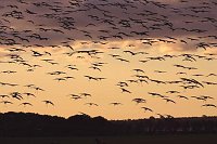 Kranich Schwarm landend