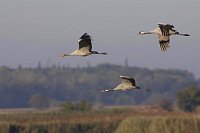 Kraniche 3 ueber Landschaft