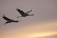 Kranich 2 Ex am Morgenhimmel