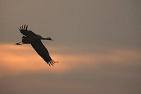 Kranich am Morgenhimmel