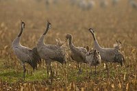 Kranich Gruppe trompetend