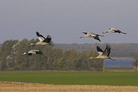 Kranich Gruppe ue Landschaft