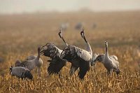 Kranich Gruppe rufend