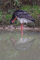 Schwarzstoch Gefiederpflege