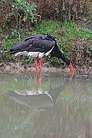 Schwarzstorch Nahrungssuche