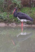 Schwarzstorch Teich stehend