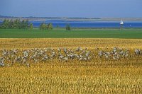 Kraniche Bodden Boot