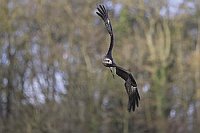 Schwarzmilan Kurve fliegend