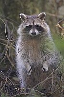 Waschbaer aufrecht stehend