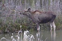 Elch-Kuh am Teichufer