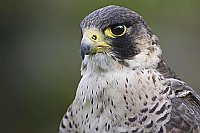 Wanderfalke Kopf Seitenans