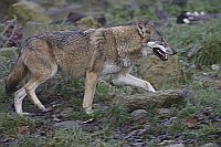Wolf laufend v d Seite