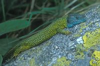 Smaragdeidechse Spanische