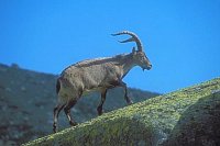 Steinbock Iberischer gehend