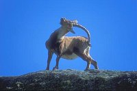 Steinbock iberisch kratzend