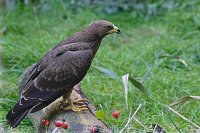 Wespenbussard auf Baumstamm
