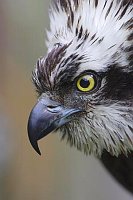 Fischadler Kopf Hochformat