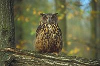 Uhu auf Baumstamm Querf