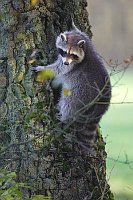 Waschbaer  auf Birkenstamm