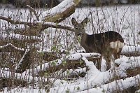 Reh im Schnee Totholz