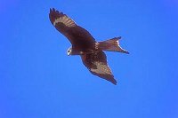 Rotmilan in der Balagne