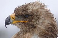 Steppenadler Kopfportrait Seit