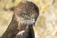 Schlangenadler Kopf Querf