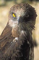 Schlangenadler Kopf Hochfor