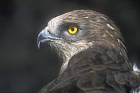 Schlangenadler Kopfportrait