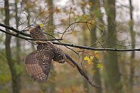 Uhu im Abwaertsflug