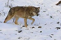 Wolf im Schnee gehend