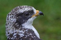 Wespenbussard Kopf hell