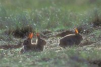 Wildkaninchen 3 Exemplare