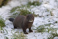 Europaeischer Nerz im Schnee