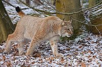 Luchs gehend von der Seite
