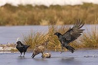 Bussard auf Fisch mit 2 Kolkra
