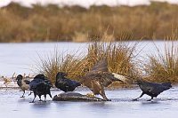 Bussard a Fisch v Raben geaerg