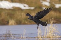 Kolkrabe im Flug ueber Gewaess