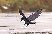 Kolkrabe landend auf Eis