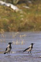 Nebelkraehe 2 Ex auf Eis