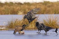 RabenBussard m Fisch u Kolkrab