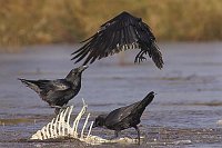 Kolkrabe 3 Ex am Gerippe